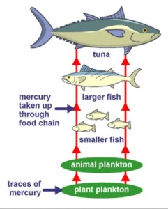 mercury_bioaccumulation