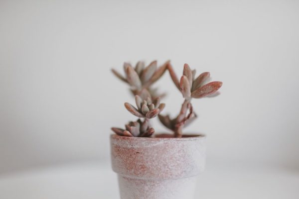 EWG SKIN DEEP DATABASE FREE visual data 5